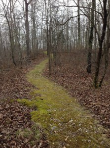 Moss trail at Mousetail