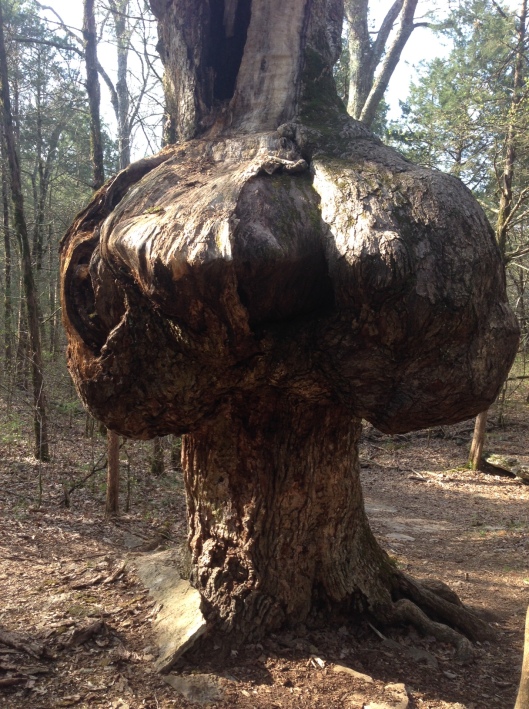 Hmmm . . . I can think of a number of things to say about this knotty (naughty) tree.