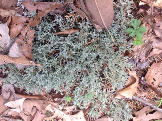 It's called Reindeer Moss because it's a favorite food of reindeer and  caribou.