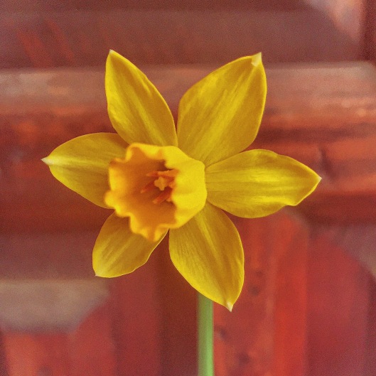 First of this year's daffodils