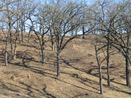 April--Bur-oak-savanna